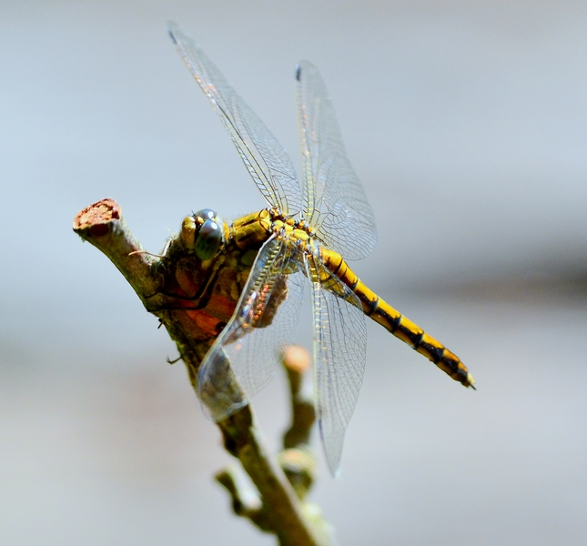 Libellula con pacco